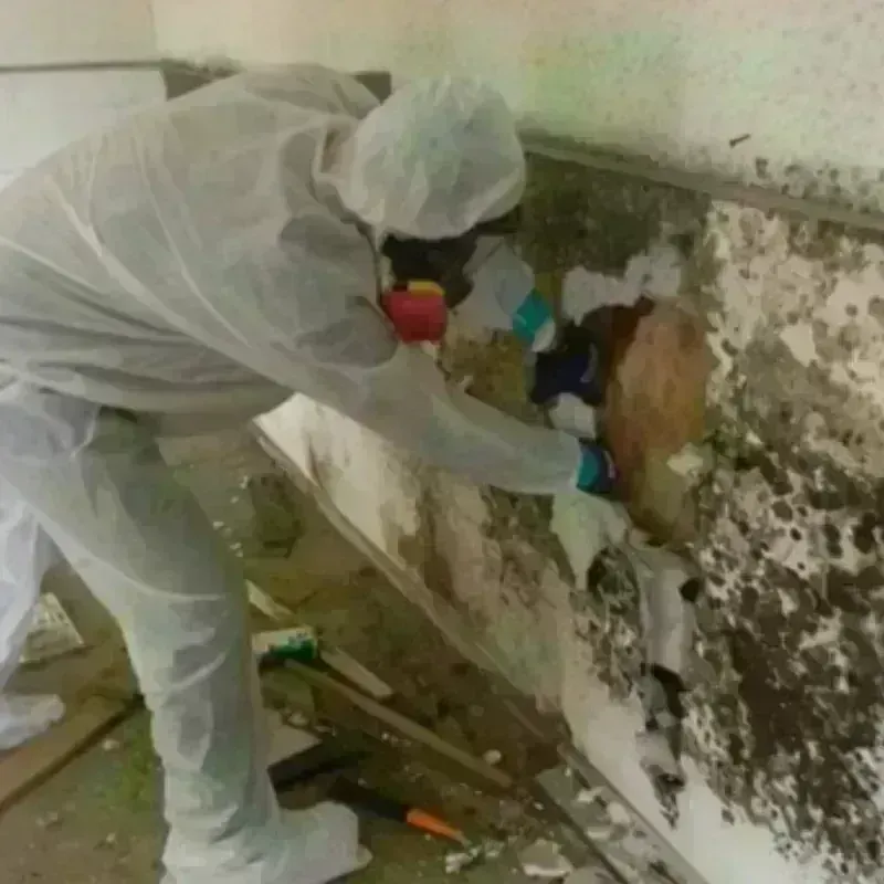 Mold Remediation and Removal in Cranberry Township, PA